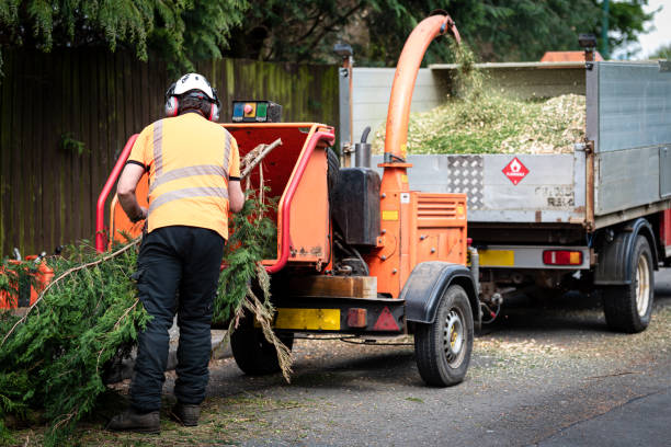 Best Residential Tree Removal  in Hemphill, TX